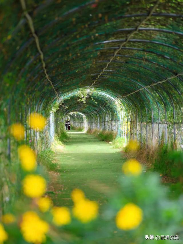 绿光隧道蔷薇花瀑💚昆明春天的隐藏副本