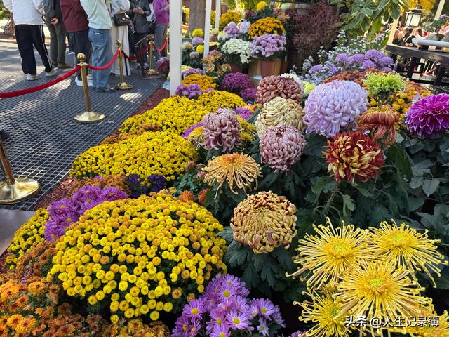 周一陪小姑子去北海公园看菊展