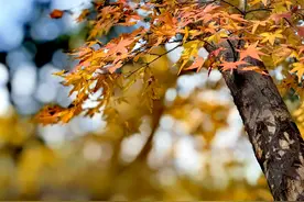 浙江省道路交通事故人身损害赔偿标准（20250529）图片