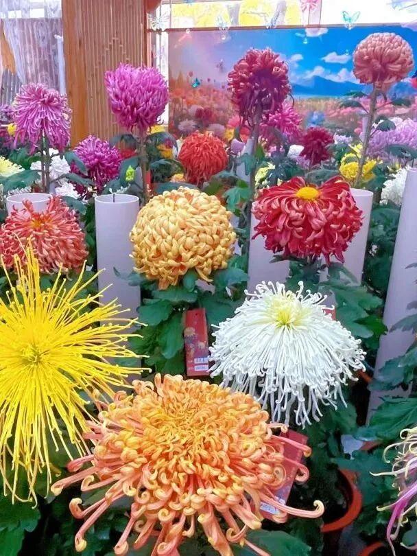 不当“菊”外人，丰台赏菊正当时！