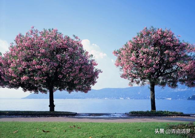 夏风终散，岁岁花期再难逢