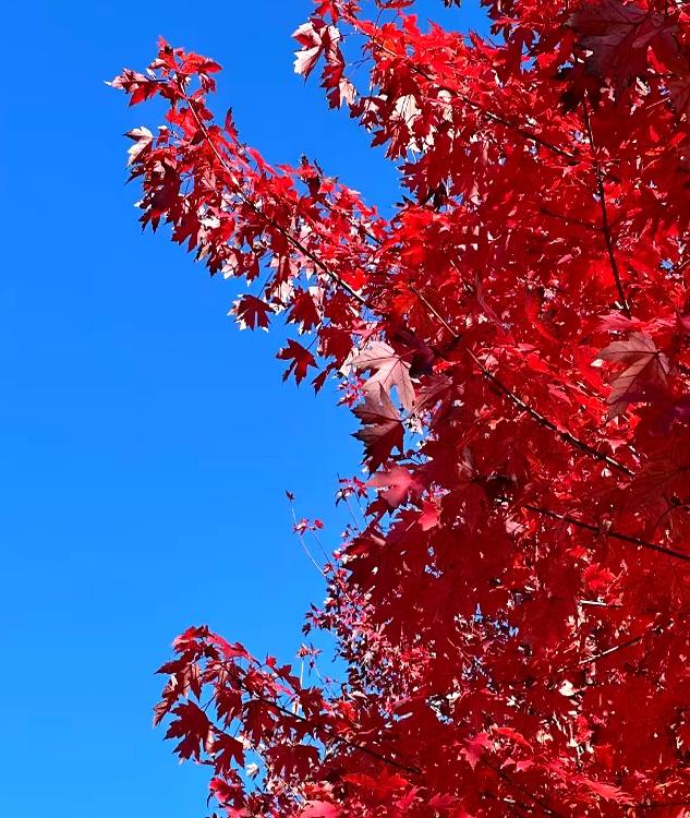 比香山更壮观！央视都来打卡，这片枫叶林美成火焰山，停车还免费