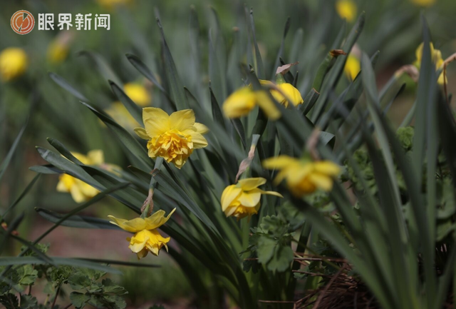 被乌鲁木齐的春天治愈了，花开满城→