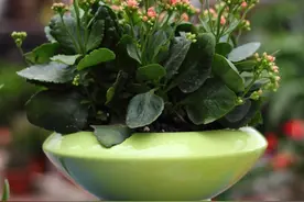 长寿花要想养的壮,底部长出的叶片和侧芽剪掉图片