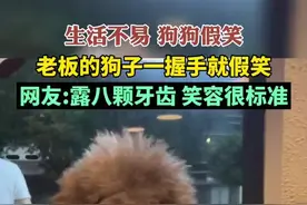 生活不易狗狗假笑，老板的狗子一握手就假笑，网友:露八颗牙齿 笑容很标准图片