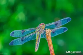 何永坚（广州）：蜻蜓图片