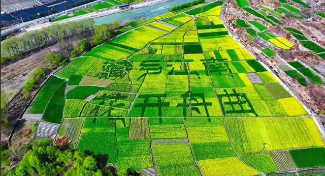 甘南:一半春雪 一半花海