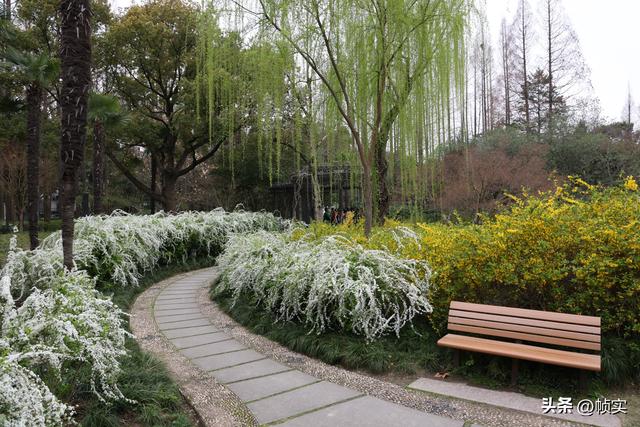 如瀑似雪，上海闵行红园喷雪花进入盛花期引市民踏春寻芳