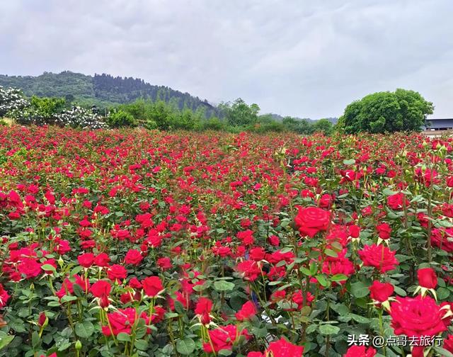 成都玫瑰、月季花开爆了，免费才最美，采摘玫瑰低至1元，划算！