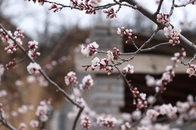 免费!沁县走马岭梅杏花开,等你来打卡