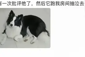 边牧那么聪明为什么很多人不愿养？评论区一针见血！不要再冲动了图片