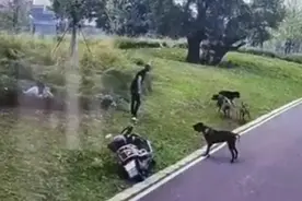 母女遭4条大型犬撕咬，“母亲全身10余处伤口，孩子左胸处被咬下一块肉”图片