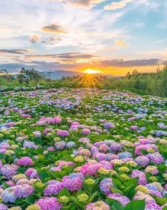 斗南湿地梦幻绣球花海盛放！