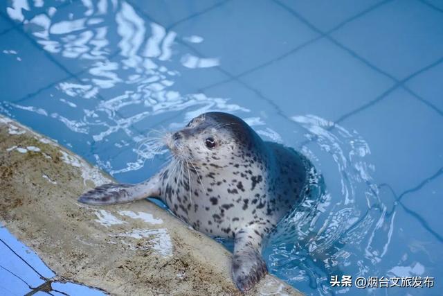 【乐游烟台】今天！可爱“豹”击来喽🦭