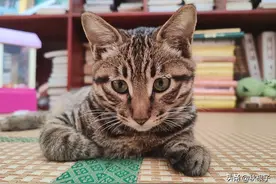 “丧彪”，这是哪家子话呀？图片