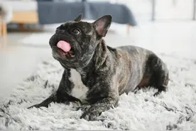 同样是狗，为什么中华田园犬却总比宠物狗好养活呢？图片