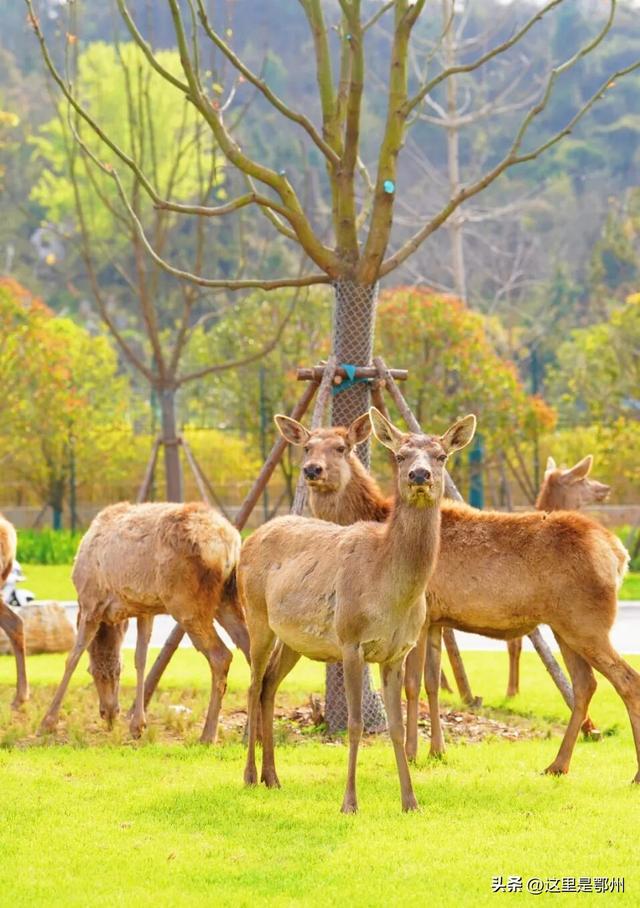 可近距离贴贴！鄂州灵玲开园即出圈