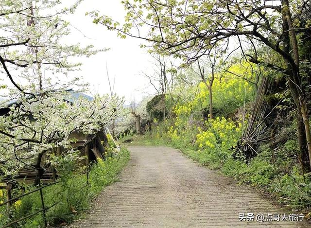 成都最意外的惊艳之美，3000多亩李子花超震撼，居然不要门票！