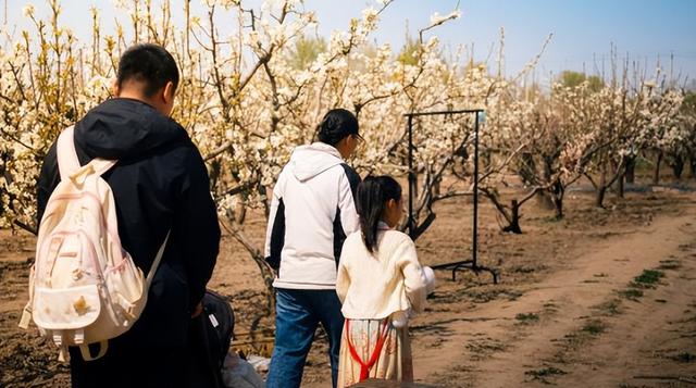 静·画丨春约梨乡 寻花良王庄