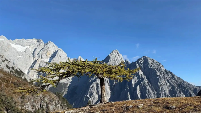 女大学生玉龙雪山失联，找到时怀里抱着腐烂木头，周围遍布蚂蟥