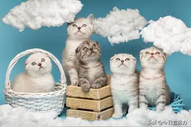 梦见很多猫是什么预兆 女性图片