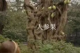 人参果又叫草还丹吃了可以长寿，为什么孙悟空只打三个不给小白龙图片