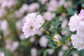 新网名，好寓意，一天一换，微信名字昵称，就要这样起！图片