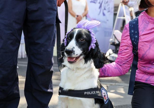 全城“追花”！航天北路开启“人从众”模式