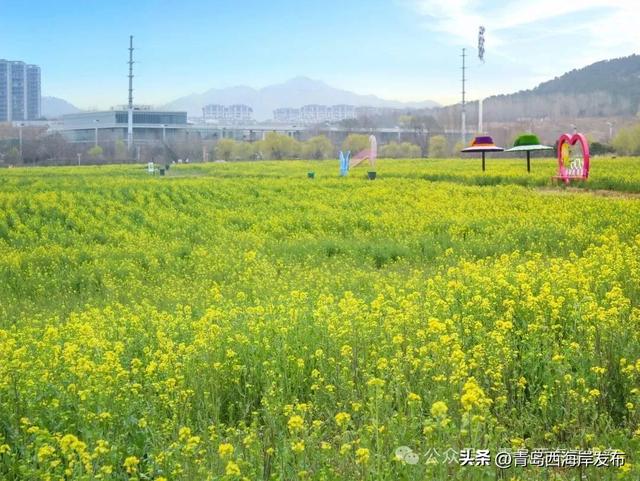 西海岸油菜花海来了！