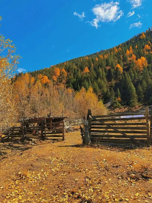 停停停！甘孜秋天美得太快了我看不过来