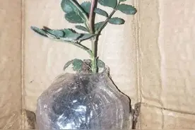 网购回家的花，千万不能这么养，否则买一盆死一盆图片