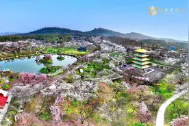 如果你要来武汉看樱花，就不能只看樱花……图片