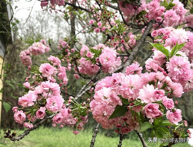 成都真大气，最美的樱花都免费，8000米樱花大道更是繁花似锦！