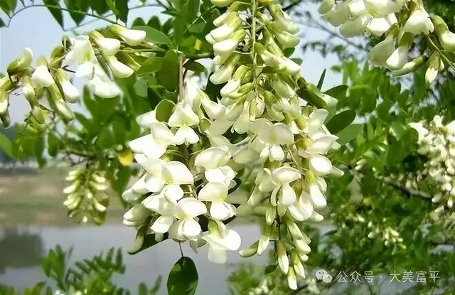 花期、地点、路线，富平春天赏花全攻略！