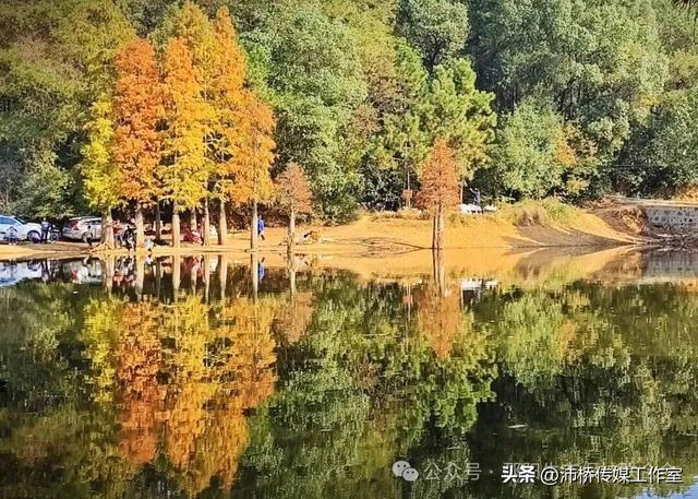 最美水杉林里志愿红