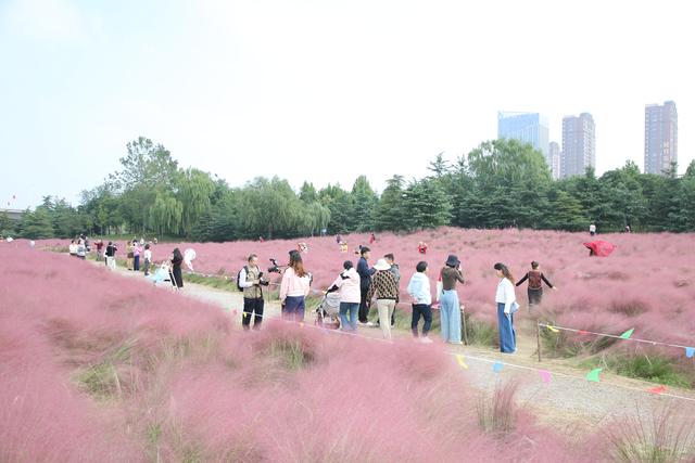 沂河岸边粉霞漫，河湾公园秋日浪漫已上线