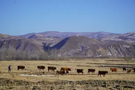 参考消息特稿关注G331吉林段建设：东北边境公路绘就振兴发展新图景图片