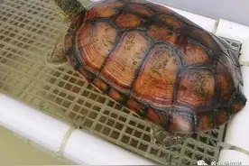 不看不知道！家里哪些位置不能养龟，难怪这么多事图片