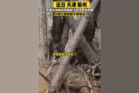 天津蓟州 一只外貌像猫的动物跑进居民院子，闯进鸡舍咬死鸡图片