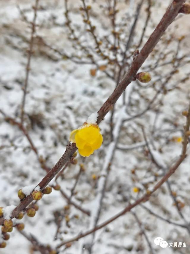 北京下雪҉҉҈ 雪҉҉҈ 雪҉҉҈ 啦！！雪落房山，邀你来看！