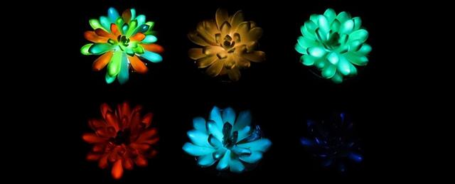 阿凡达科幻变现实：中国科学家让多肉植物在黑暗中闪耀彩虹光芒