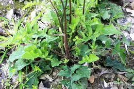 小区里的“还阳草”，与蒲公英相似度达90%，降火神草 大家都在挖图片