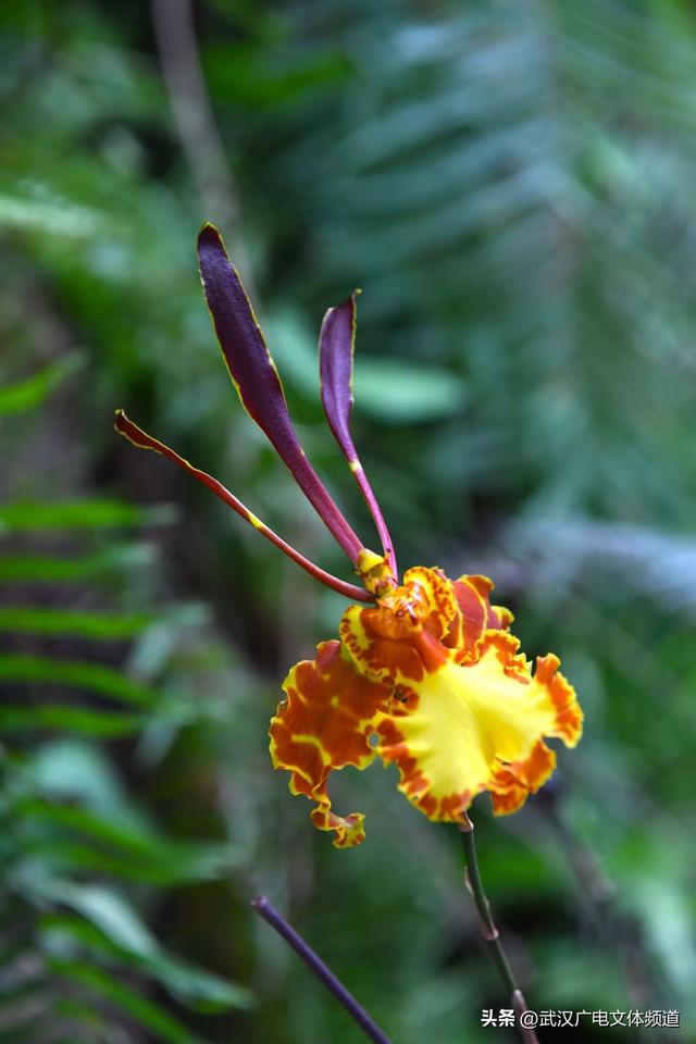 万株热带兰花盛放“23℃花屋” 武汉植物园热带兰展冬日绘春