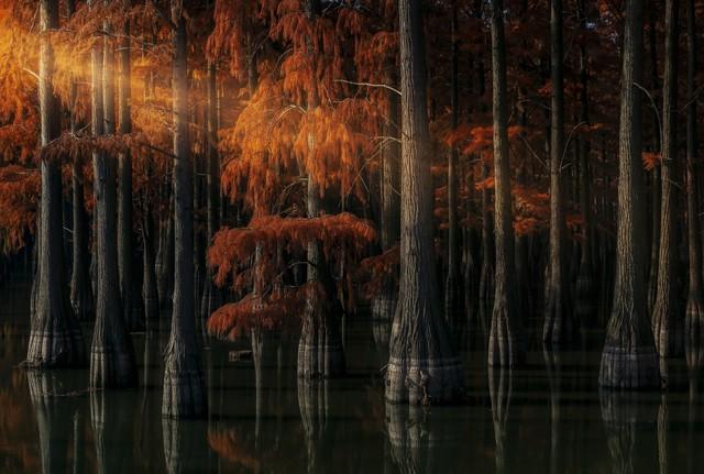 藏不住了！武汉这5处红叶胜境，惊艳了半个旅游圈