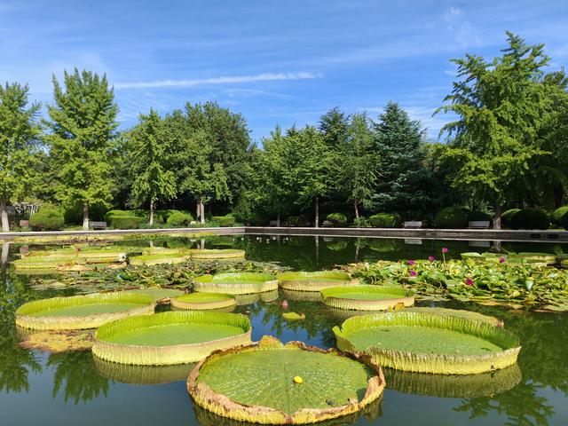 石家庄植物园的初秋