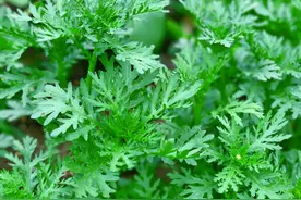 小说《小船三年又三年》作者：二八杠～女主：林以然～男主：邱行图片