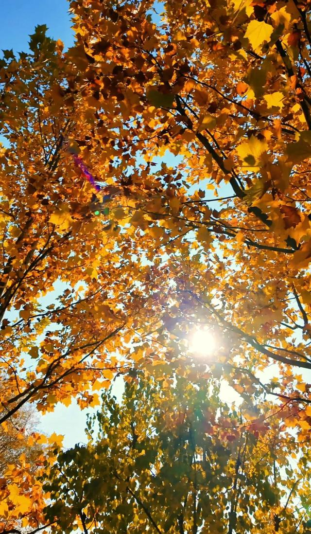 18公里步道免费开放！北京西五环边这个公园迎来最佳观赏期