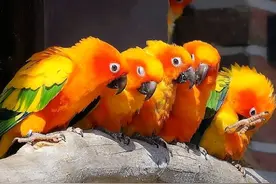 大型鹦鹉开放后，猜猜谁将成为人气王？图片