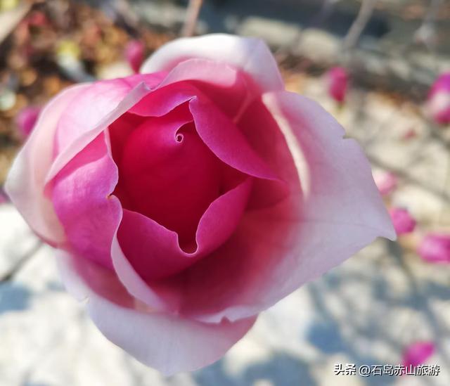 春满赤山 | 玉兰映雪，梅落禅心，赴一场北纬37°的山海花事