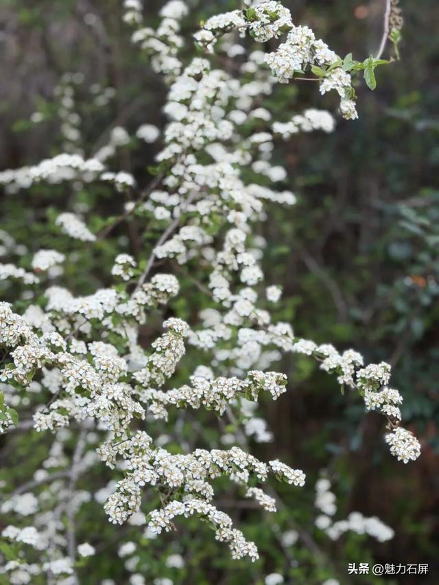 来石屏牛街赴一场与繁花的诗意之约~